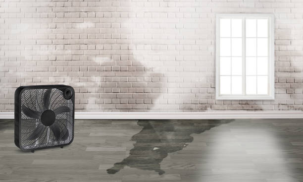Best Ceiling water damage repair  in Rock Creek, MN